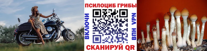 Псилоцибиновые грибы GOLDEN TEACHER Белый